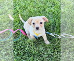 Small Beagle Mix