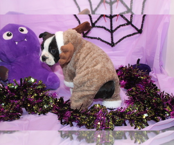 Medium Photo #3 Boston Terrier Puppy For Sale in BROOKSVILLE, FL, USA