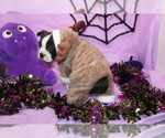 Nash - Male Boston Terrier Puppy for Sale - Photo #3