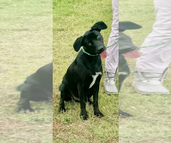 Medium Photo #4 Labrador Retriever-Unknown Mix Puppy For Sale in Brewster, NY, USA