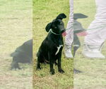 Small #3 Labrador Retriever Mix