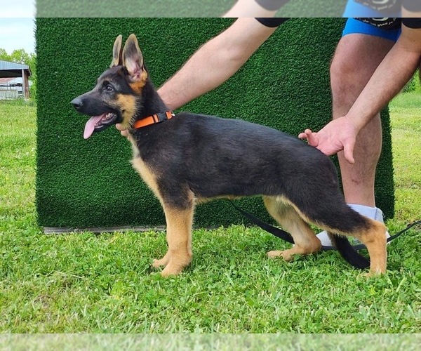 Medium Photo #8 German Shepherd Dog Puppy For Sale in LOUISVILLE, KY, USA