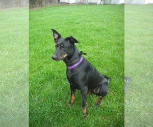 Doberman Pinscher-German Shepherd Dog Mix Dogs for adoption in SHERBURNE, NY, USA