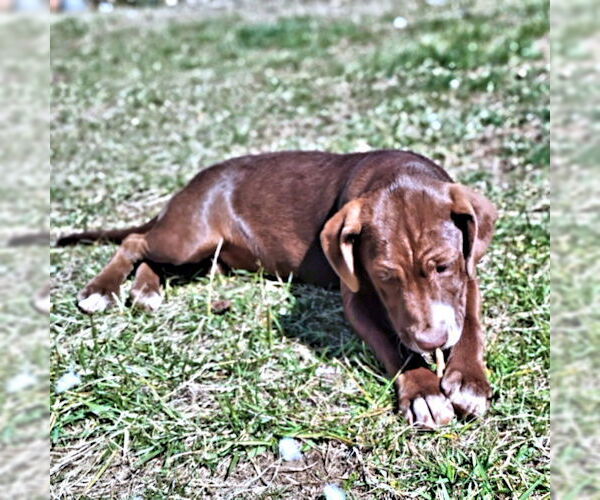 Medium Photo #2 Chocolate Labrador retriever-Unknown Mix Puppy For Sale in Rutherfordton, NC, USA