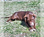 Small #1 Chocolate Labrador retriever Mix