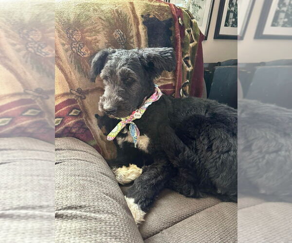 Medium Photo #7 Mutt Puppy For Sale in New York, NY, USA