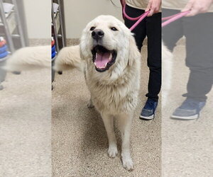 Great Pyrenees Dogs for adoption in Great Bend, KS, USA