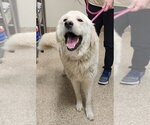 Small Great Pyrenees
