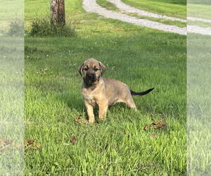 Mutt Dogs for adoption in Brooklyn Center, MN, USA