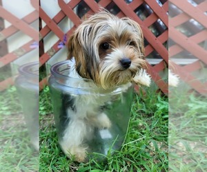 Biewer Terrier Puppy for sale in HOPKINSVILLE, KY, USA