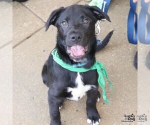 Labrador Retriever-Retriever  Mix Dogs for adoption in Washington, DC, USA