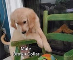 Small Photo #14 Golden Retriever Puppy For Sale in MERCED, CA, USA