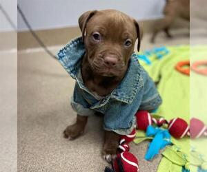 Mutt Dogs for adoption in Aurora, CO, USA