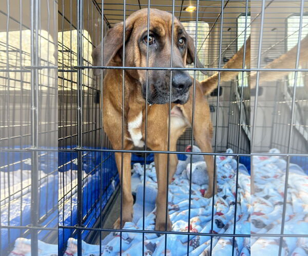 Medium Photo #6 Redbone Coonhound-Unknown Mix Puppy For Sale in Ball Ground, GA, USA