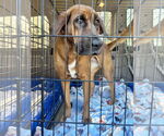 Small #5 Redbone Coonhound Mix