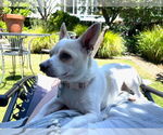 Small Photo #1 Chihuahua-Unknown Mix Puppy For Sale in San Francisco, CA, USA