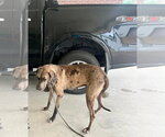 Small #4 Great Dane