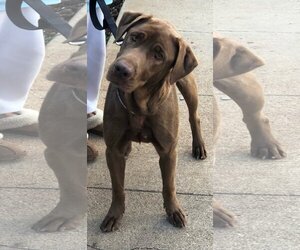 Delilah - Female Chesapeake Bay Retriever Dog for Adoption - Photo #4