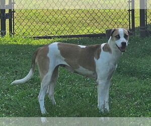 American Foxhound-Unknown Mix Dogs for adoption in Grovetown, GA, USA