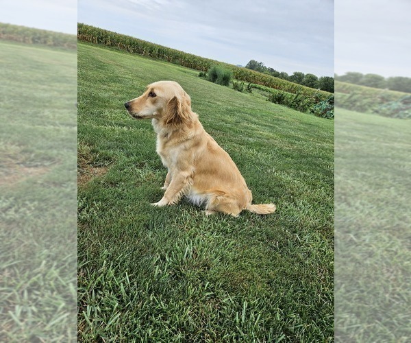 Medium Photo #1 Golden Retriever Puppy For Sale in MORRILL, KS, USA