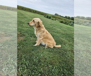 Mother of the Golden Retriever puppies born on 03/01/2025