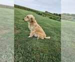Small Photo #1 Golden Retriever Puppy For Sale in MORRILL, KS, USA