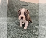Puppy Bonham Boston Terrier