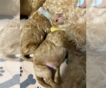 Small Photo #3 Goldendoodle-Poodle (Miniature) Mix Puppy For Sale in HIALEAH, FL, USA
