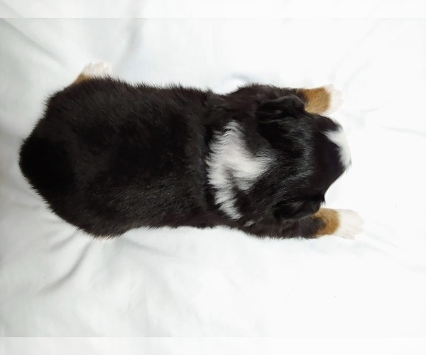Medium Photo #3 Australian Shepherd Puppy For Sale in SALEM, IN, USA