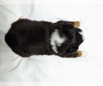 Small Photo #3 Australian Shepherd Puppy For Sale in SALEM, IN, USA