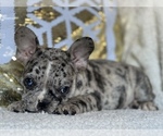 Small Photo #5 French Bulldog Puppy For Sale in HAMDEN, CT, USA