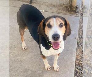 American Foxhound Dogs for adoption in Sacramento, CA, USA
