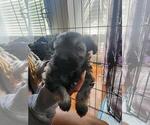 Small #3 Schnauzer (Miniature)