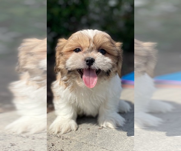 Medium Photo #1 Shih Tzu Puppy For Sale in CANOGA, NY, USA