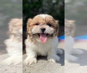 Shih Tzu Puppy for sale in CANOGA, NY, USA