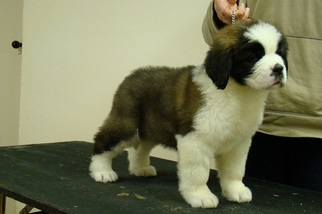 Saint Bernard Puppy for sale in SAN JOSE, CA, USA