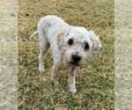 Small Photo #6 Cocker Spaniel-Poodle (Miniature) Mix Puppy For Sale in Richardson, TX, USA