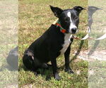 Small #2 Basenji-Labrador Retriever Mix