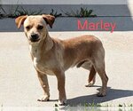 Small Miniature Pinscher Mix