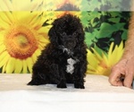 Jasper - Male Poodle (Toy) Puppy for Sale - Photo #23