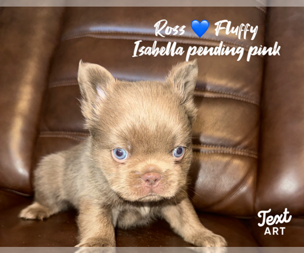 Medium Photo #1 French Bulldog Puppy For Sale in SAN ANTONIO, TX, USA