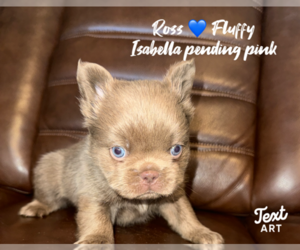 French Bulldog Puppy for sale in SAN ANTONIO, TX, USA