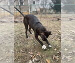 Small #3 Staffordshire Bull Terrier Mix