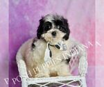 Small Photo #71 Maltipoo (Miniature) Puppy For Sale in WARSAW, IN, USA