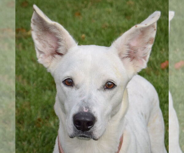 Medium Photo #1 Boxer-Unknown Mix Puppy For Sale in Huntley, IL, USA