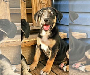 Australian Shepherd-Rottweiler Mix Dogs for adoption in Chicago, IL, USA