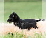 Small Photo #20 Chihuahua Puppy For Sale in WARSAW, IN, USA