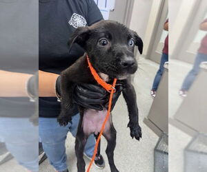 American Pit Bull Terrier-Unknown Mix Dogs for adoption in Pasadena, TX, USA