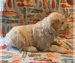 Puppy 2 English Cream Golden Retriever