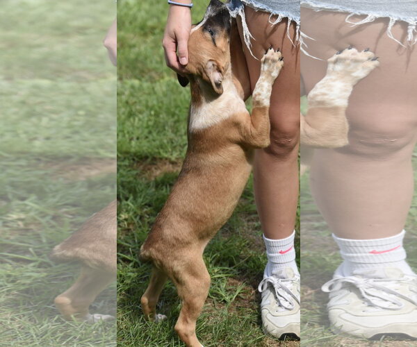 Medium Photo #4 Mutt Puppy For Sale in Mechanicsburg, PA, USA